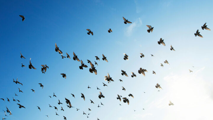 Foto Rowan Heuvel Unsplash